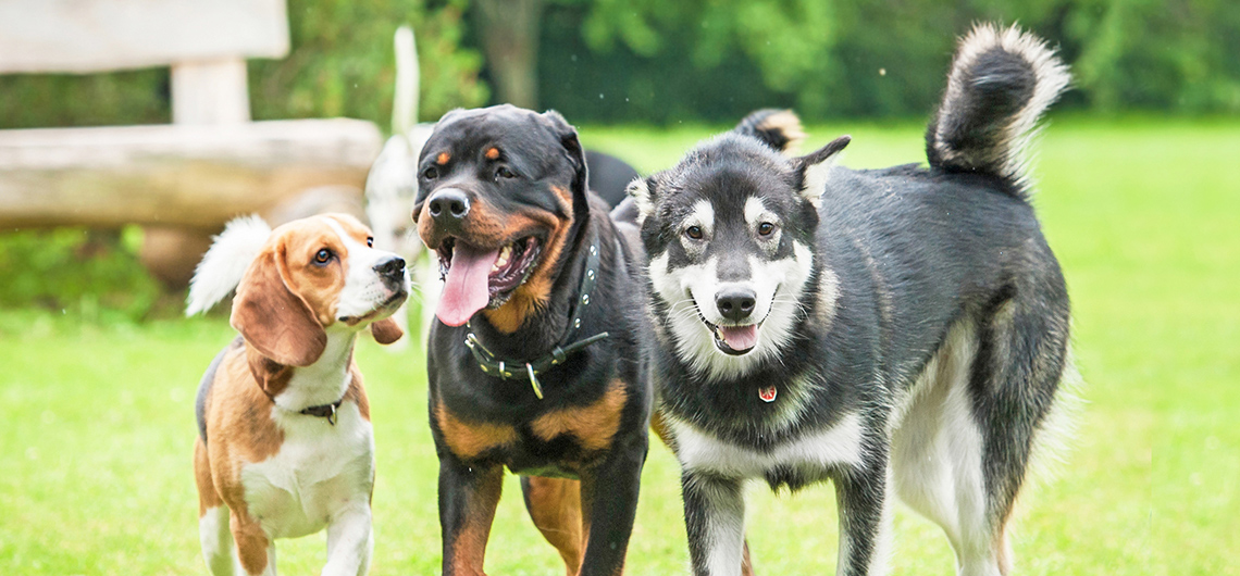 ae pet creche para pets | Auchan&Eu