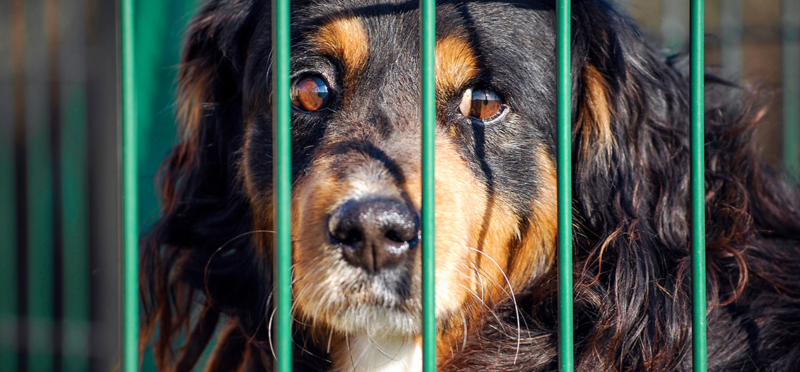 ae pet donativos animais em risco | Auchan&Eu
