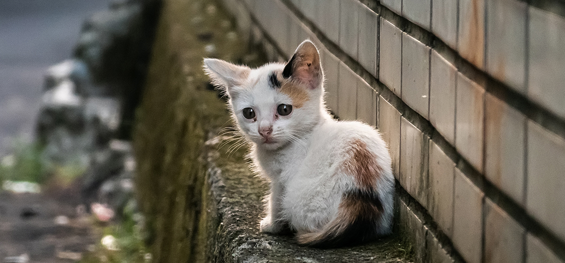 ae pet gatos abandonados web | Auchan&Eu