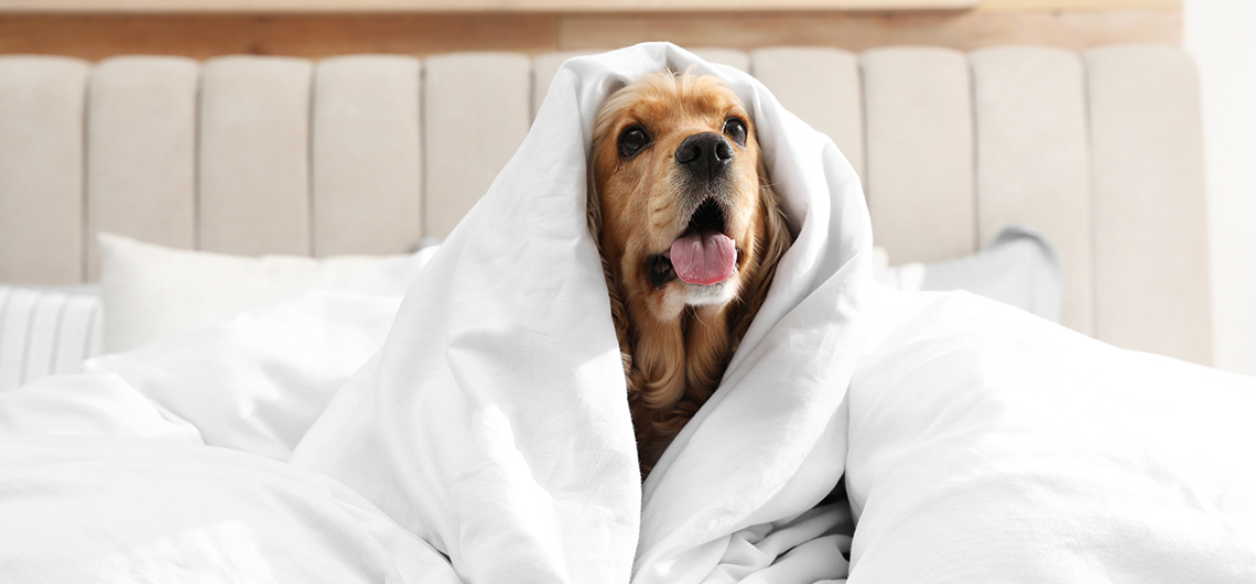 ae pet sensibilidade ao frio | Auchan&Eu