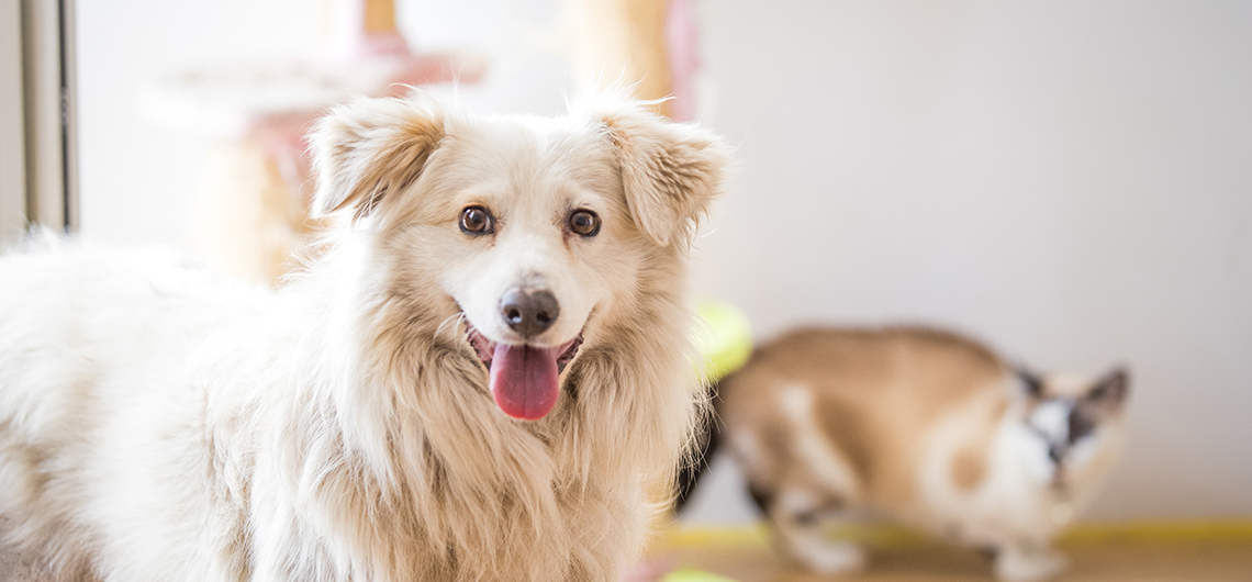 ae pet adotar animal web | Auchan&Eu