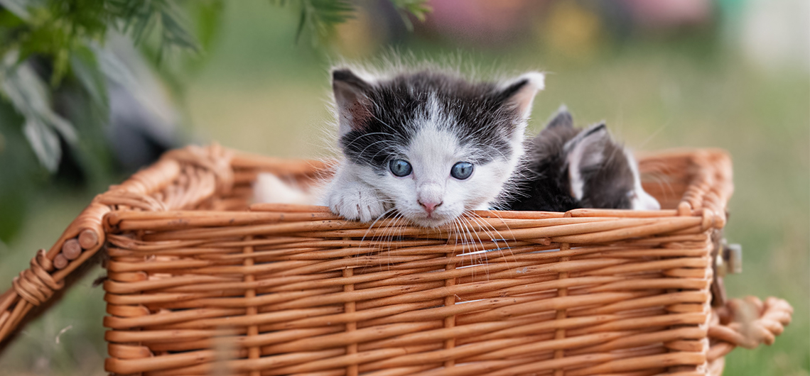 ae pet adotar gato web | Auchan&Eu