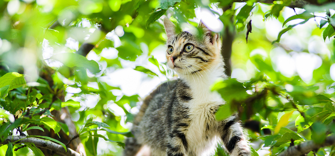 ae pet gato 7 vidas | Auchan&Eu