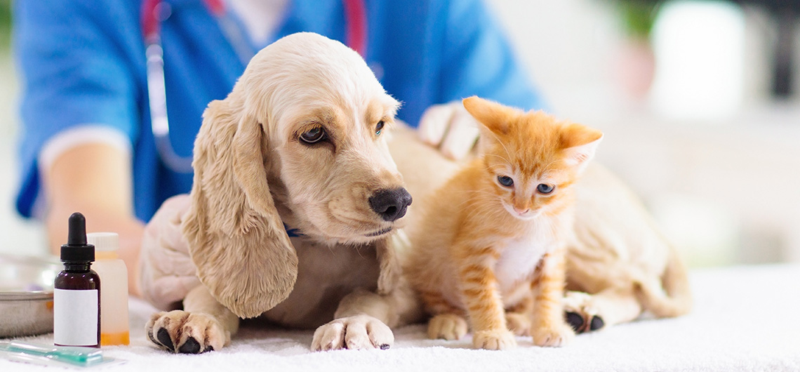 ae pet febre nos pets | Auchan&Eu