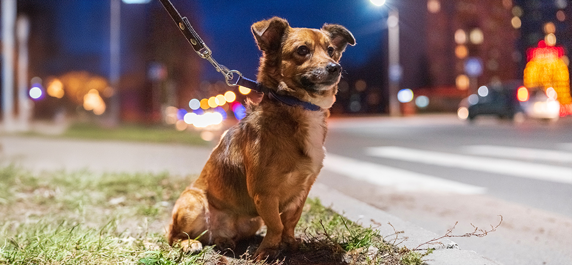 Paseeios noturnos com o pet