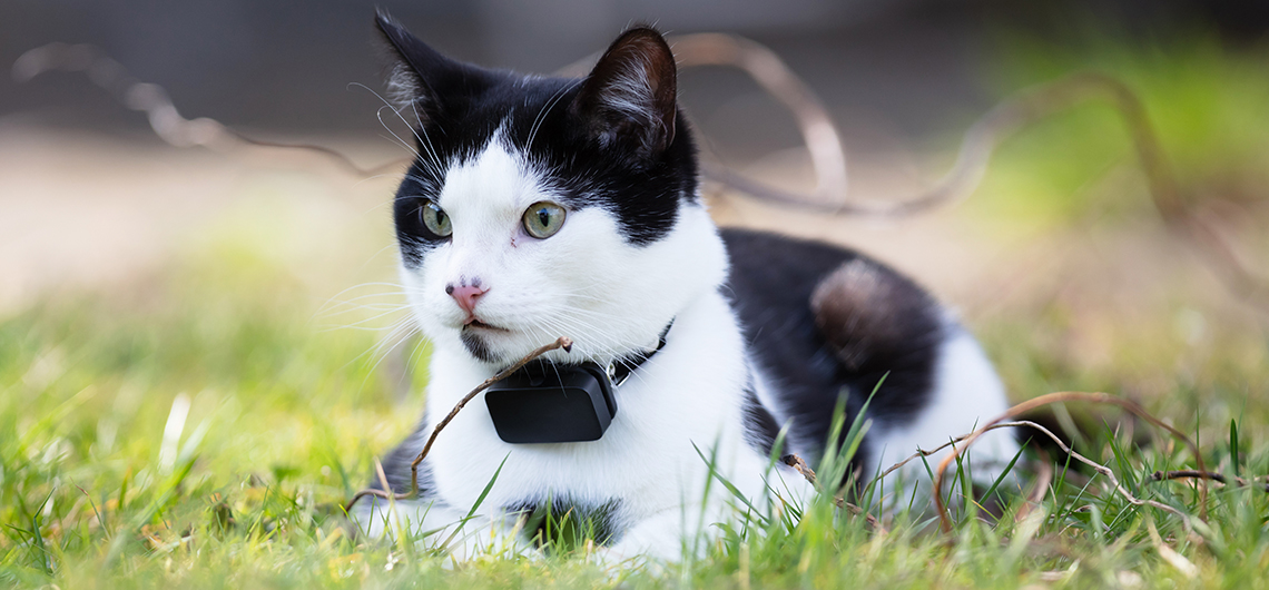 Localizador gps para pets