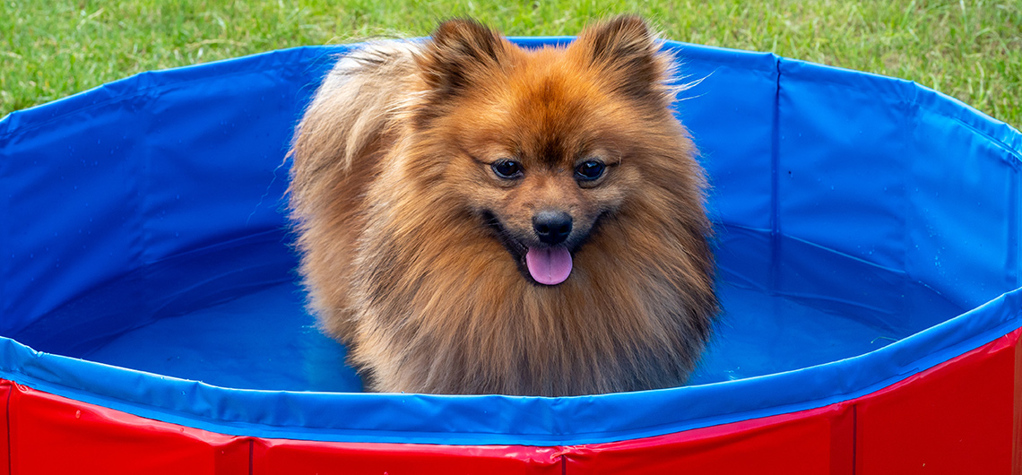 ae pet acessorios verao | Auchan&Eu
