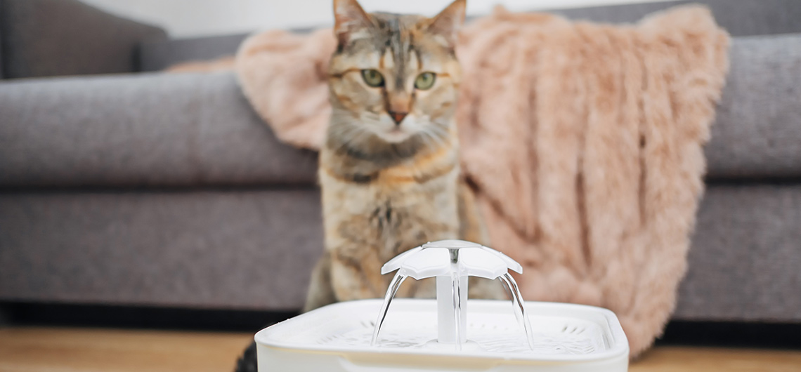 ae pet bebedoros automaticos | Auchan&Eu