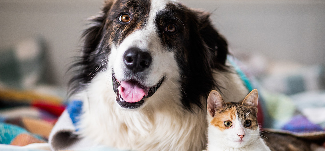 Cão e gato numa familia de acolhimento
