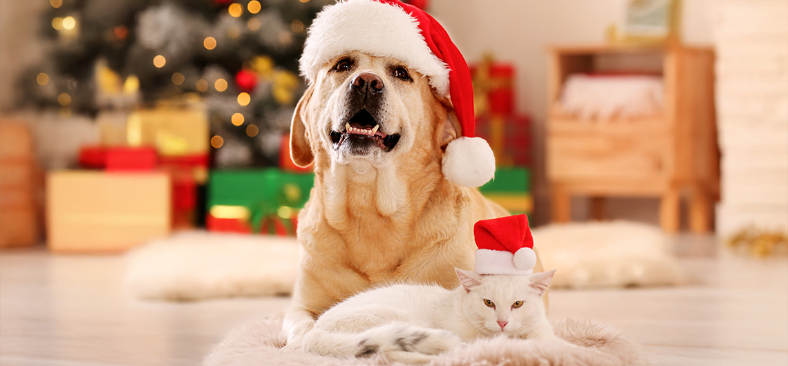 ae pet natal web | Auchan&Eu
