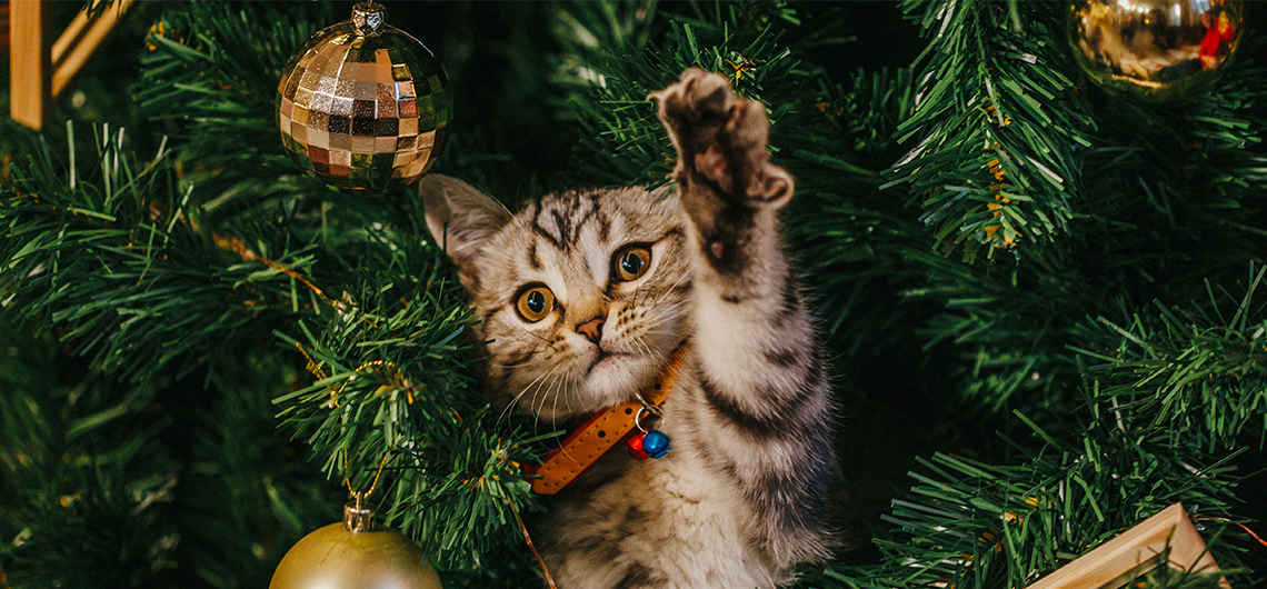 ae pet arvore natal web | Auchan&Eu