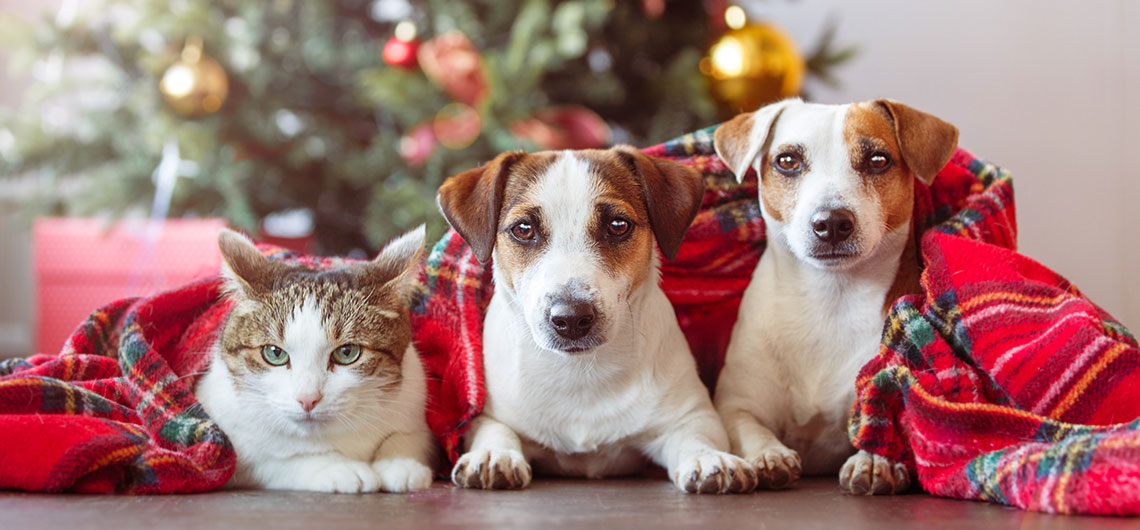ae pet natal animais web | Auchan&Eu
