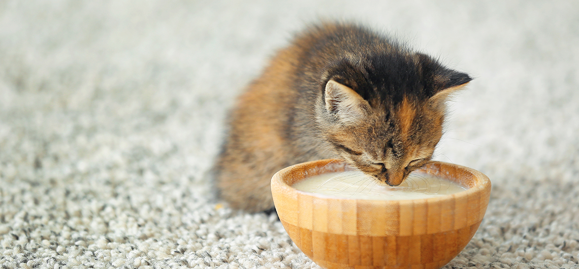 ae pet leite gatinhos | Auchan&Eu