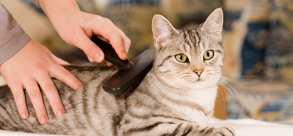 ae pet pelo dos gatos web | Auchan&Eu