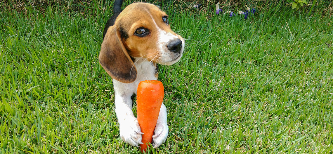 ae pet snackpatudo web | Auchan&Eu