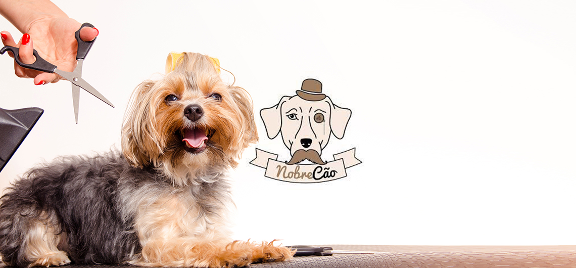 ae pet parceiro nobre cão web | Auchan&Eu