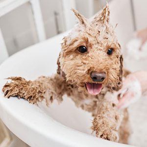 ae pet areia carr | Auchan&Eu