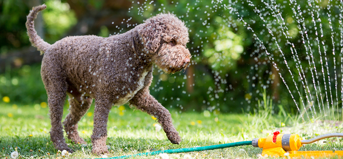 ae pet prot patas calor web | Auchan&Eu