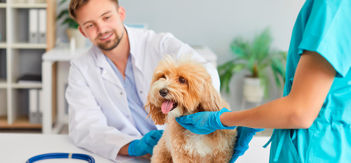 Checkup pets pos feriasjpg | Auchan&Eu