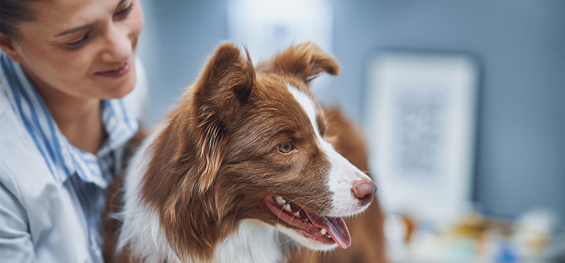 Identificacao e Microchipagem pets | Auchan&Eu