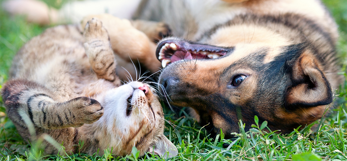 ae pet apresCaesGatos web | Auchan&Eu