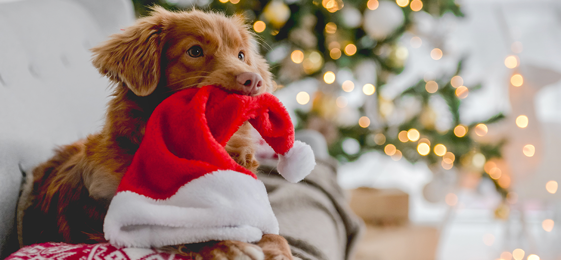ae pet natal web | Auchan&Eu