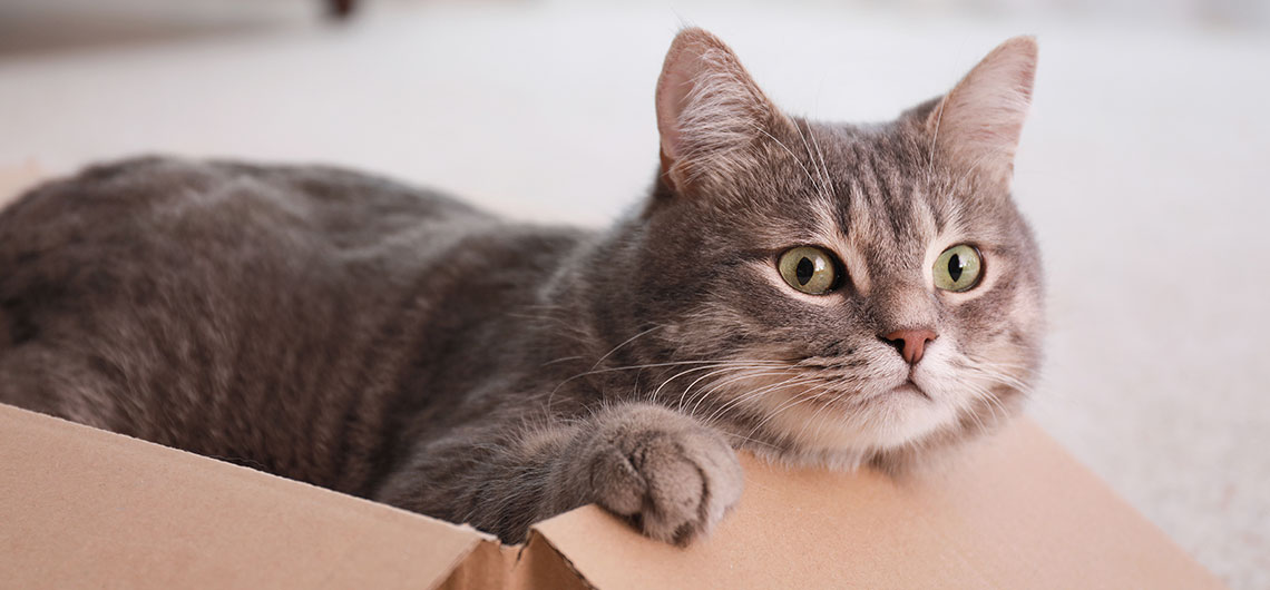ae pet melhorar vida web | Auchan&Eu